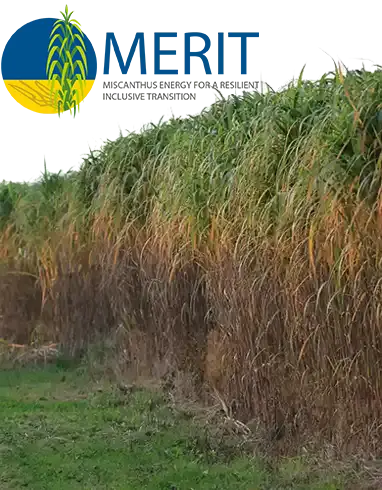 Miscanthus field in late summer with MERIT logo